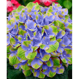 Саженцы Гортензия Мэджикал Аметист Блю (Magical Amethyst b..