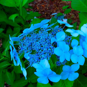 Саженцы Гортензия Блю Бёрд (Blue Bird) (крупнолистная)