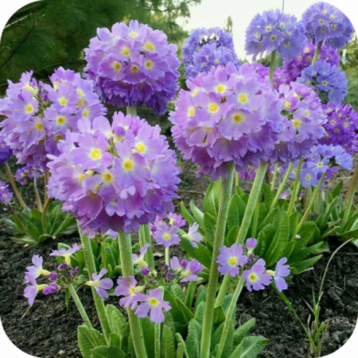 Комплект 5шт / Примула Lilac - яркие и устойчивые цветы Комплект 5шт / Примула Lilac - яркие и устойчивые цветы