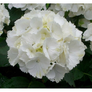 Саженцы Гортензия Вайт Вондер (White Wonder) (крупнолистна..