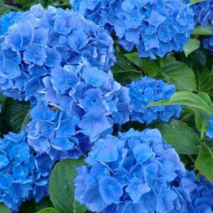 Саженцы Гортензия Блю Вондер (Blue Wonder) (крупнолистная)