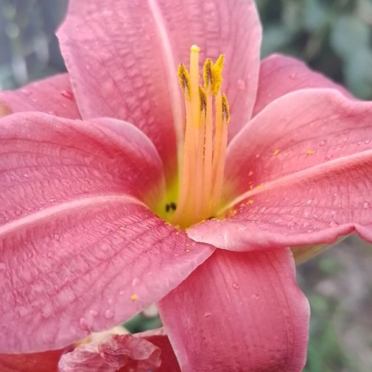 Комплект 5шт / Лилейник Пинк Дамаск (Pink Damask) Комплект 5шт / Лилейник Пинк Дамаск (Pink Damask)