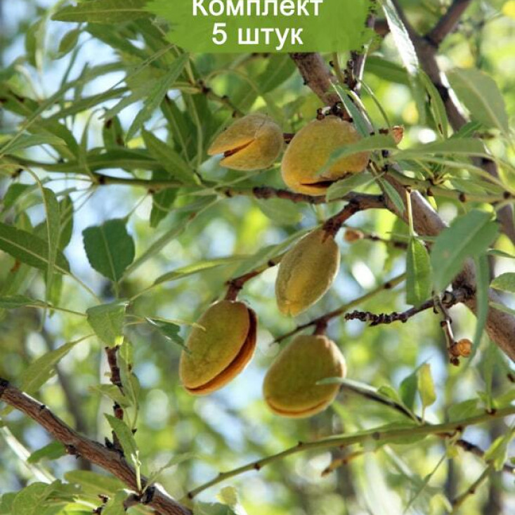 Комплект 5шт / Миндаль Милас - натуральный вкус и качество Комплект 5шт / Миндаль Милас - натуральный вкус и качество
