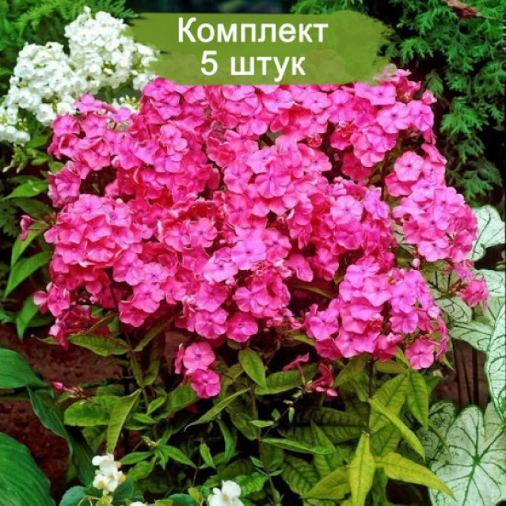 Флокс Райстром (Rijnstroom) - яркий цвет в вашем саду Флокс Райстром (Rijnstroom) - яркий цвет в вашем саду