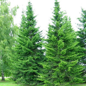 Саженцы Пихта сибирская (сеянец до 15 см)