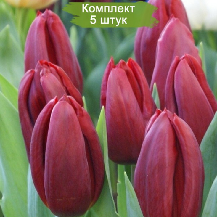 Тюльпан Стронг Лав - Яркая красота в вашем саду Тюльпан Стронг Лав - Яркая красота в вашем саду
