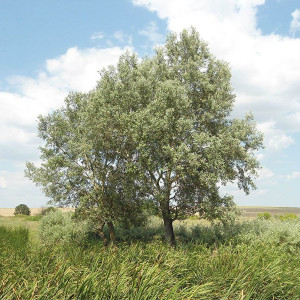 Саженцы Тополь Белый (Серебристый) 60-100 см